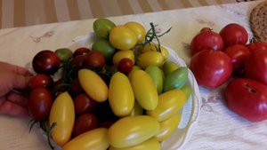 Золотая рыбка, Де Барао желтый, Паленка- обзор томатов с дегустацией/ Желтые плечи у Мишки