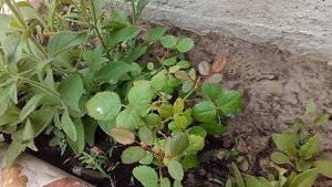 Комнатные розы в открытом грунте.