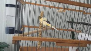 Сенегальское просо для канарейки.