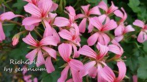 Flower |  Pretty Ivy geranium