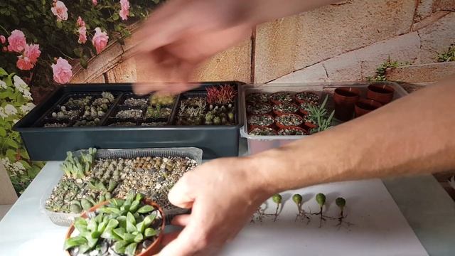 Грунт для кактусов и суккулентов. Пересадка сеянцев. смотреть онлайн