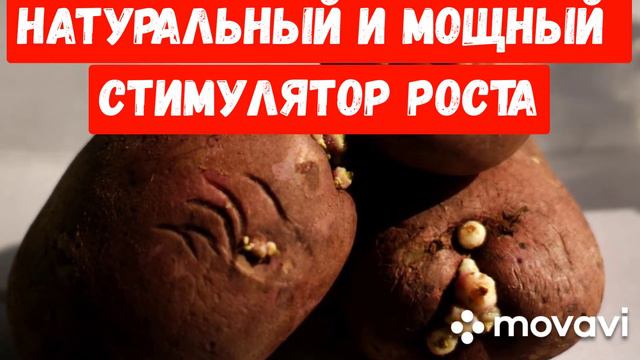ЭТО ПРОСТО!!! Натуральный и мощный стимулятор роста для корней.