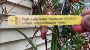 #GVOS2020 Paphiopedilum Lady Rothschild