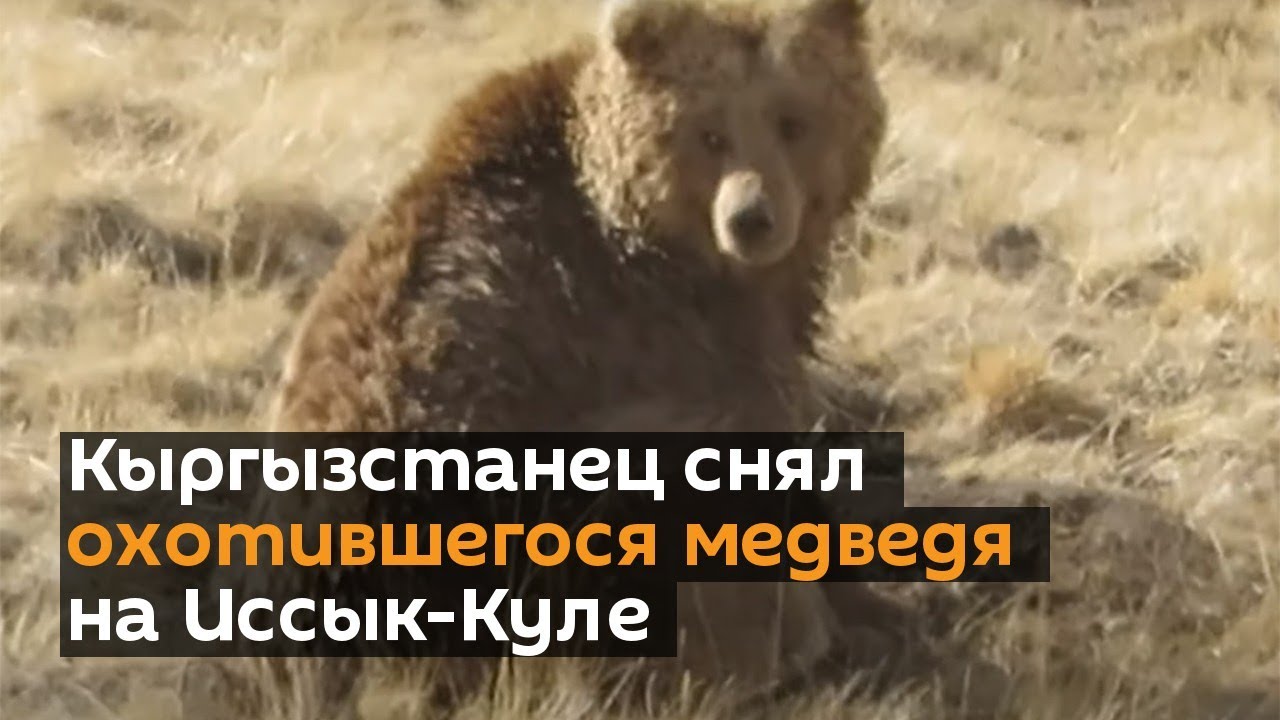 Уникальные кадры — на Иссык-Куле сняли охотившегося медведя