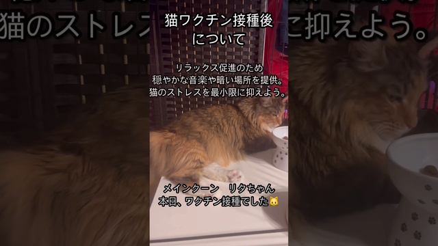 猫のワクチン接種後について