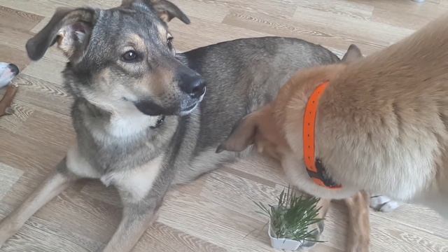 Овес, на основе бумаги, для собак#овес#собаки#травкадлясобак смотреть онлайн