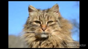 Песня (ОСЕНЬ ЁПСЕЛЬ МОПСЕЛЬ)