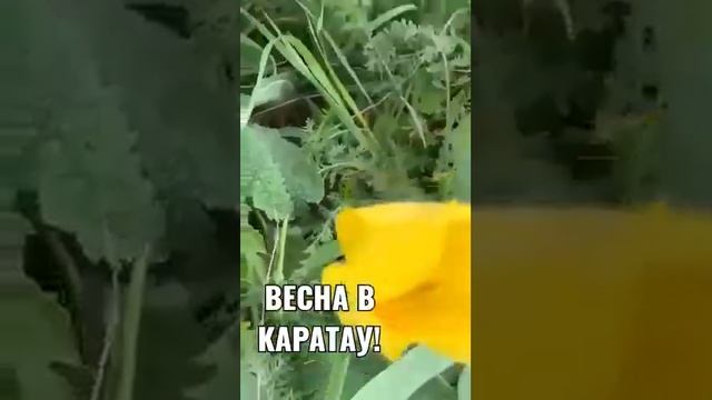 Весна в Каратау, степные тюльпаны, май 2022 г.