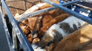 Скотный рынок .Город Хасавюрт  06 03 2021 .Покупка бычков .