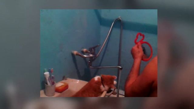 Кот водохлеб... смотреть онлайн