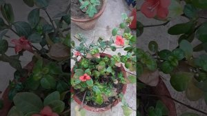 337# How to grow CORAL VINE, BEE BUSH or ßANGNELITO VINE