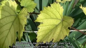 У сливы желтеют листья: что делать