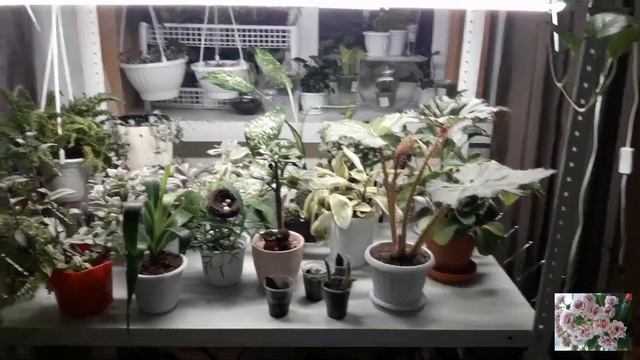 Комнатные цветы.Лампы для растений. смотреть онлайн