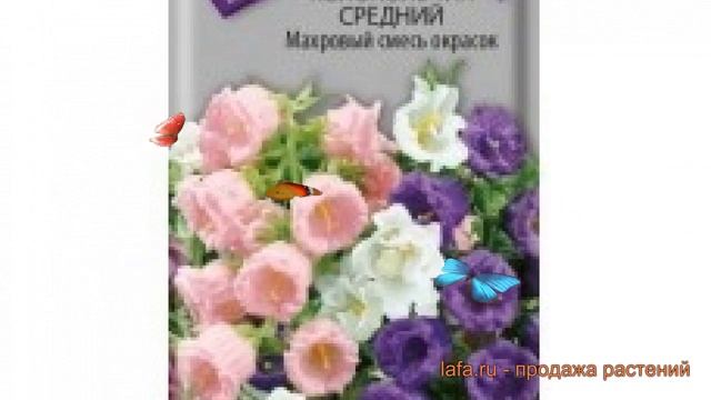 Колокольчик средний Махровый смесь окрасок ? обзор: как сажать, семена колокольчика