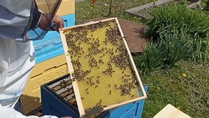 Выводим пчёл из роевого состояния! Пчеловодство!
