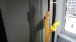 Выращивание Хурмы в Домашних Условиях Часть 6 Два Года Спустя Хурма Сбрасывает Листья