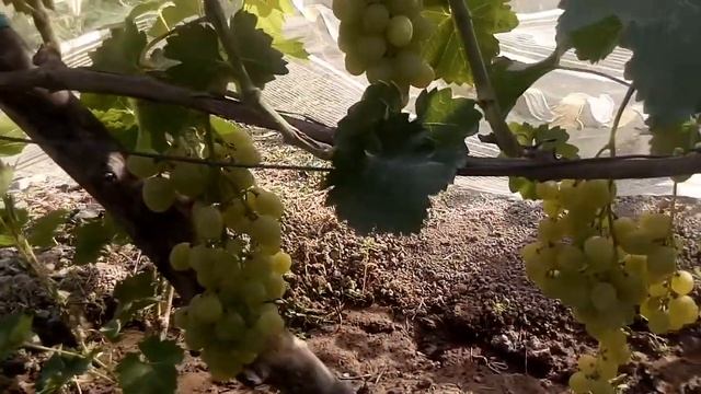виноград Супер Экстра. июль 2021г.