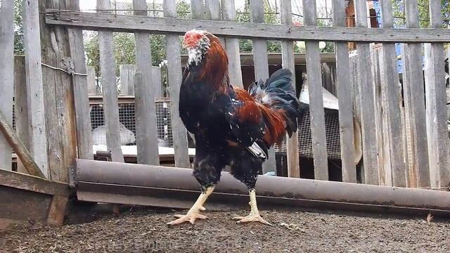 Russian Orloff Rooster Поёт Орловский петух смотреть онлайн