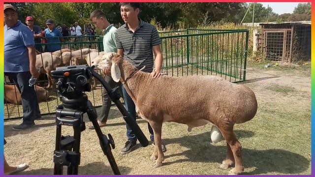 Арашан койлору | Баран производитель 2 зуба с хозяйства Рамиса Жумабаева по кличке Буйрук | архив смотреть онлайн