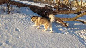 ❄️😅🐾🥰 Что ест и пьёт маламут на прогулке зимой
VID_20240310_173210