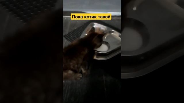 пока котик такой?верим в лучшее? #котики #котик #котёнок