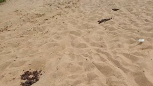Пляж гребного канала Нижний Новгород