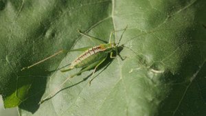 [НАСЕКОМЫЕ ДЛЯ ДЕТЕЙ] Познавательное видео для детей.Насекомые в разрешении 4К.Такого