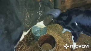 Коровы и теленки добавляются.  Отел коровы.