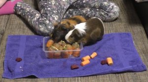 Едят ли морские свинки морковную ботву? Какие звуки издают морские свинки?