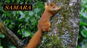 Самарские белки. В парке Гагарина. Samara squirrels. In Gagarin Park.