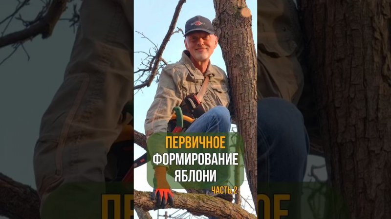 Первичное формирование яблони. Часть 2.
