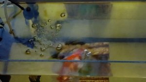 Золотые рыбки. Комета ( черная ), Телескоп. и.т.д. Кормление.