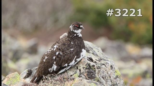 #3221. Куропатки, рябчики и перепела (В мире животных) смотреть онлайн