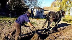 ЛОШАДИ В РАБОТЕ/ПАШЕМ НА КОБЫЛЕ ПЕРШЕРОНКЕ  ПЕРВЫЙ РАЗ