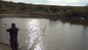 Наш пруд для разведения рыбы,ловля бреднем толстолобика.Рыбалка.\fish net ,carp