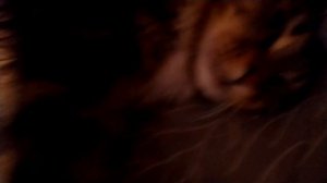 Кот-заместитель