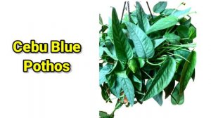 40 POTHOS | Varieties of Money Plants | Epipremnum and Scindapsus