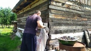 Добыча КЕДРОВОГО ОРЕХА в СИБИРИ! Или КАК я заготавливаю КЕДРОВЫЙ ОРЕХ!