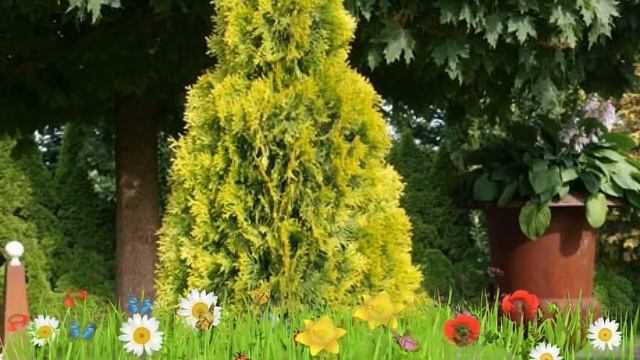 Туя западная Голден Смарагд ? Обзор: посадка и уход. саженцы, крупномеры туи: описание и особенност смотреть онлайн