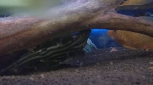 Всё о панаках(panaque)  L 191,  L 190,  L 027