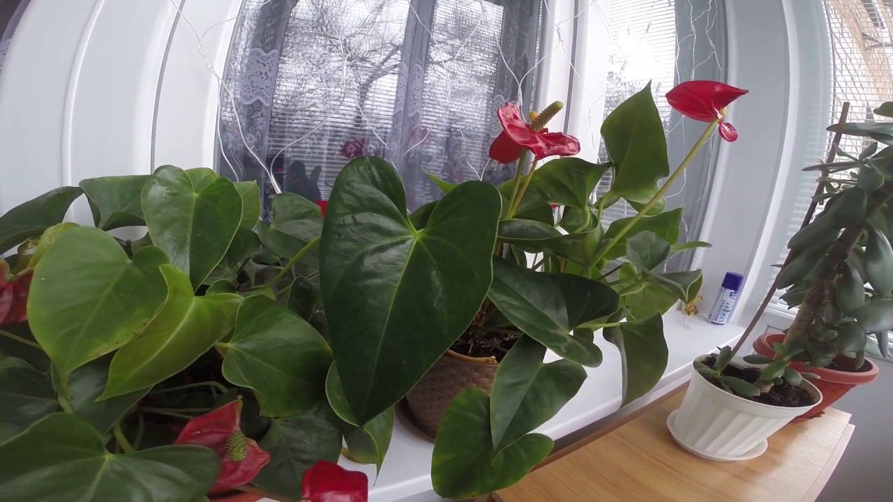 Мои комнатные цветы. Денежные дерево. смотреть онлайн