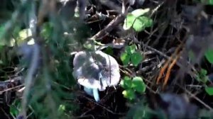 Грибы Октября  Рядовки серые настоящие. Говорушки. Грибы Денежки - Коллибии. Грибы Мышата..