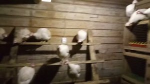 Цесарка Волжская белая