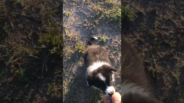 Щенок бордер колли 2,5 месяца смотреть онлайн