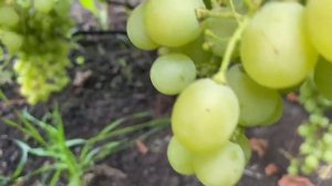 Обзор ранних сортов винограда на 10 августа 2021.