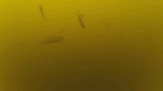 Глазовское водохранилище, подготовка к Кубку Клуба (2019) смотреть онлайн