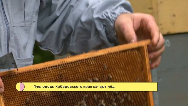 Пчеловоды Хабаровского края качают мёд Продовольственная программа 720p (720p) смотреть онлайн