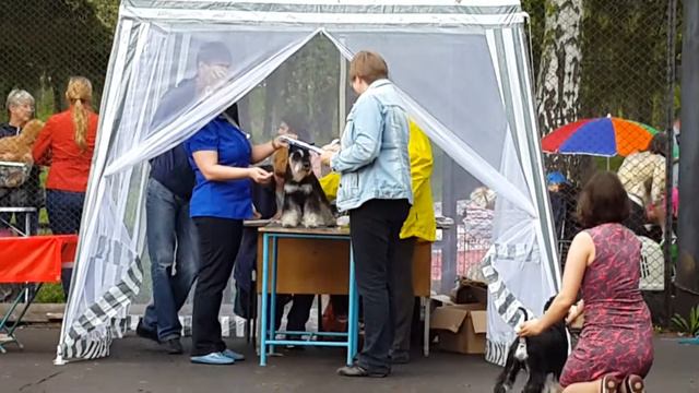 Монопородная выставка цвергшнауцеров(32) смотреть онлайн