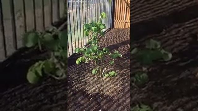 Garden Tour: Looking at a Newly Planted Rose and at other Roses that are in Flower Right Now смотреть онлайн