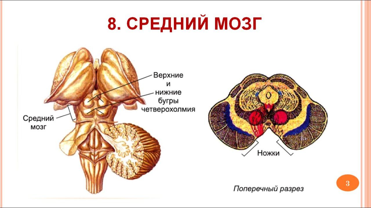 Средний мозг_ Лекция 8